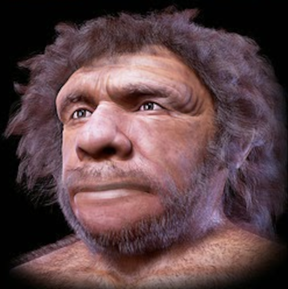 homo_neander